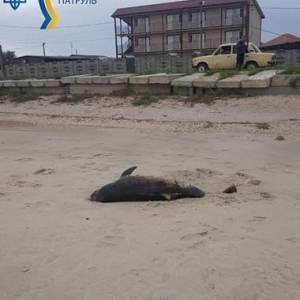 На побережье Азовского моря обнаружили мертвого дельфина - reporter-ua.com - Азовское Море