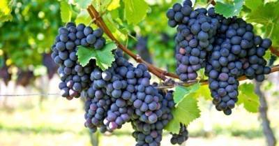 Виноград дешевеет. Обильный урожай снизит цену на 15-20% - delo.ua - Украина - Виноград