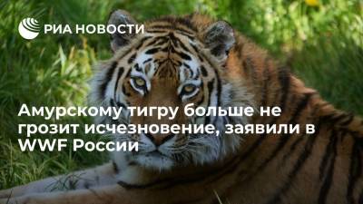 Сергей Иванов - WWF России: амурскому тигру и дальневосточному леопарду больше не угрожает исчезновение - ria.ru - Россия - Амурская обл. - Владивосток