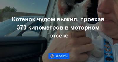 Котенок чудом выжил, проехав 370 километров в моторном отсеке - news.mail.ru - Англия