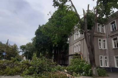 В Одессе ветка дерева «заблокировала» школьников (фото) - odessa-life.od.ua - Украина - Одесса