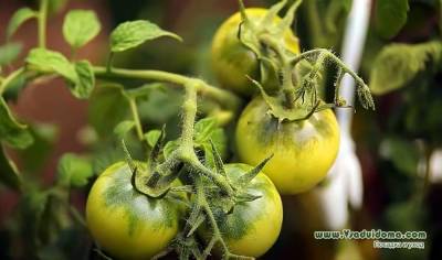 Выращивание томатов в жару – высадка рассада и уход за ней - skuke.net