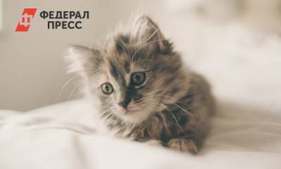 В Таиланде родился котенок с четырьмя глазами и двумя ртами - fedpress.ru - Москва - Китай - Thailand