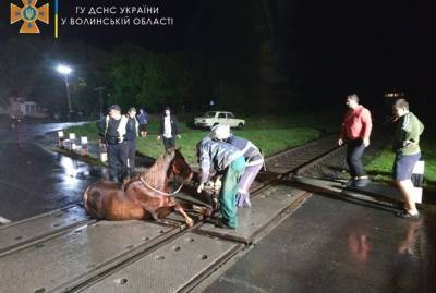 На Волыни из-за застрявшего на рельсах коня останавливали электрички - kp.ua - Украина - Луцк
