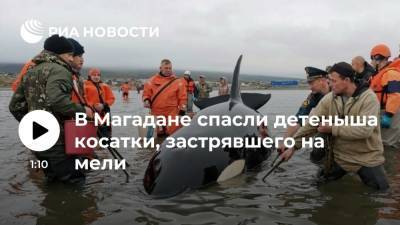 В Магадане спасли детеныша косатки, застрявшего на мели во время охоты - ria.ru - Россия - Магадан