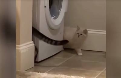 Круговорот котов. Посмотрите, как котята охотятся друг на друга, это очень смешно! (ВИДЕО) - ont.by - Белоруссия