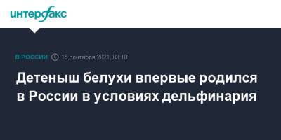 Детеныш белухи впервые родился в России в условиях дельфинария - interfax.ru - Москва - Россия - Приморье край