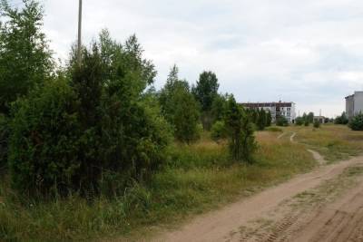 В Новой Ладоге хотят застроить можжевеловую рощу - mk.ru - Экология