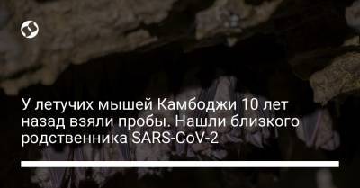 У летучих мышей Камбоджи 10 лет назад взяли пробы. Нашли близкого родственника SARS-CoV-2 - liga.net - Украина - Камбоджа