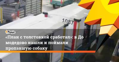 «План столстовкой сработал»: вДомодедово нашли ипоймали пропавшую собаку - ridus.ru - Москва - Симферополь