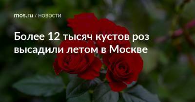 Более 12 тысяч кустов роз высадили летом в Москве - mos.ru - Москва - Благоустройство