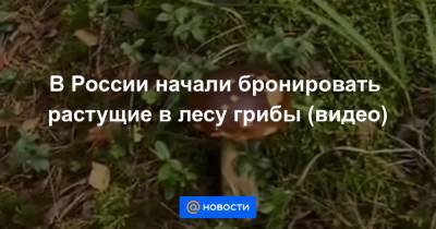 Екатерина Гура - В России начали бронировать растущие в лесу грибы (видео) - news.mail.ru - Россия
