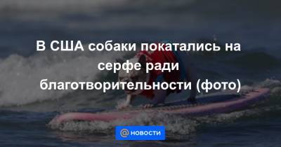 В США собаки покатались на серфе ради благотворительности (фото) - news.mail.ru - США - шт. Калифорния