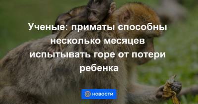 Ученые: приматы способны несколько месяцев испытывать горе от потери ребенка - news.mail.ru - Лондон