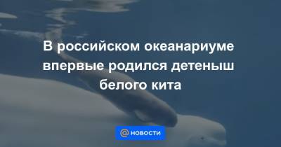 Екатерина Гура - В российском океанариуме впервые родился детеныш белого кита - news.mail.ru - Россия