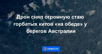 Дрон снял огромную стаю горбатых китов «на обеде» у берегов Австралии - news.mail.ru - Австралия - Антарктида