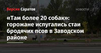 «Там более 20 собак»: горожане испугались стаи бродячих псов в Заводском районе - nversia.ru - Саратова - район Заводский