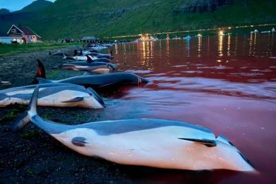 Фарерские острова расследуют рекордное убийство дельфинов - unn.com.ua - Украина - Киев - Фарерские Острова