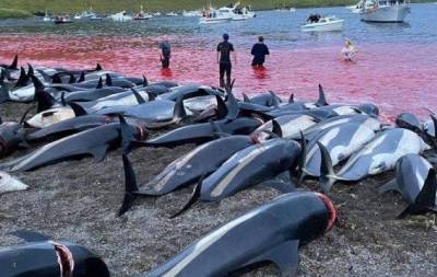 Кровавая бойня ради забавы: на Фарерах убили полторы тысячи дельфинов (ФОТО) - skuke.net - Фарерские Острова - Экология