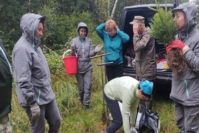 Сотни сеянцев европейской ели высадили в Холмском районе - mk.ru - Новгородская обл. - Великий Новгород