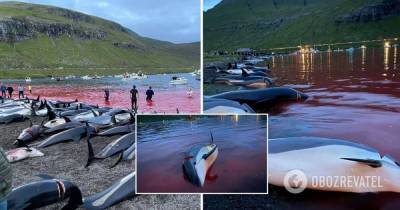 На Фарерских островах убили около 1,5 тысячи дельфинов: кровавая резня проводится ежегодно много веков. Фото и видео - obozrevatel.com - Фарерские Острова