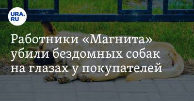 Работники «Магнита» убили бездомных собак на глазах у покупателей - ura.news - Астраханская обл.