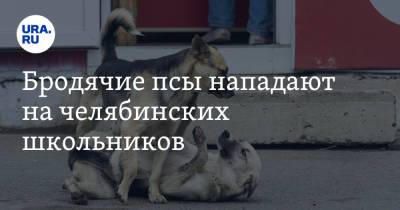 Бродячие псы нападают на челябинских школьников - ura.news - Челябинская обл. - Копейск