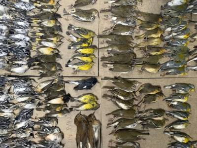 Сотни перелетных птиц погибли, врезавшись в небоскребы Нью-Йорка (ФОТО) - enovosty.com - Нью-Йорк - Нью-Йорк