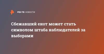 Алексей Венедиктов - Сбежавший енот может стать символом штаба наблюдателей за выборами - ren.tv - Москва