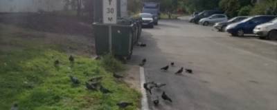 В Новосибирске обнаружили новую жертву детских забав: голубя привязали к мусорному баку - runews24.ru - Новосибирск