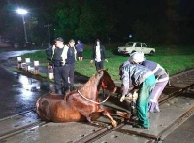 В Волынской области спасатели освободили коня, застрявшего в рельсах на переезде - lenta.ua - Украина - Луцк - Волынская обл.