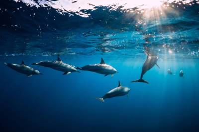 На Фарерских островах убили сразу 1,5 тыс. дельфинов - rusjev.net - Фарерские Острова