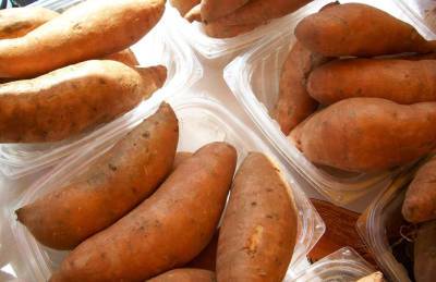 Производитель: Один куст батата дает 1,5 кг клубней - agroportal.ua - Украина