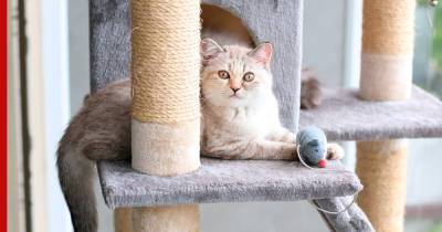 Кошка довольна и мебель цела: какую когтеточку выбрать - profile.ru