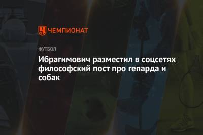 Ибрагимович разместил в соцсетях философский пост про гепарда и собак - championat.com