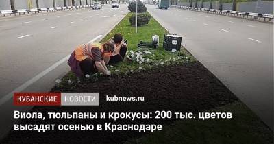 Виола, тюльпаны и крокусы: 200 тыс. цветов высадят осенью в Краснодаре - kubnews.ru - Краснодарский край - Краснодар - Благоустройство