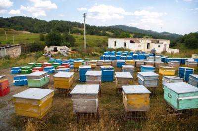 Развитие пчеловодства в Карабахе приведет к снижению стоимости меда – Ассоциация - trend.az - Азербайджан - район Лачинский - Карабах