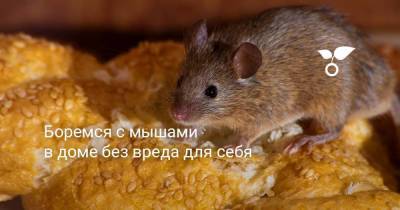 Боремся с мышами в доме без вреда для себя - skuke.net