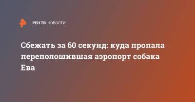 Сбежать за 60 секунд: куда пропала переполошившая аэропорт собака Ева - ren.tv - Москва - Крым