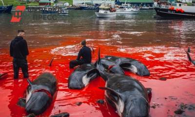 Кровавая традиция: экологов возмутило жестокое убийство полутора тысяч дельфинов на Фарерах - fedpress.ru - Москва - Фарерские Острова - Экология