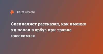 Специалист рассказал, как именно яд попал в арбуз при травле насекомых - ren.tv