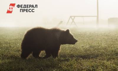 Как избежать нападения медведя - fedpress.ru - Москва - Россия
