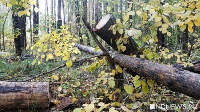 «Черными лесорубами», которые устроили блэкаут, могли оказаться садоводы (ФОТО) - newdaynews.ru - Екатеринбург