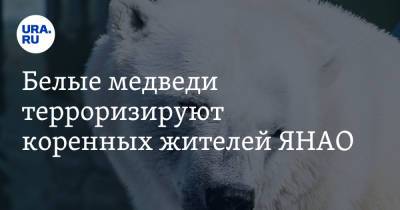 Белые медведи терроризируют коренных жителей ЯНАО. «Приходится без оружия самим отгонять хищников» - ura.news - окр. Янао - район Ямальский