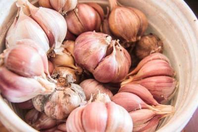 Чем подкормить лук и чеснок для того, чтобы собрать богатый урожай: советы опытных огородников - skuke.net