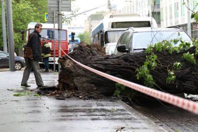 Упавшее из-за непогоды дерево перекрыло дорогу в центре Москвы - vm.ru - Москва