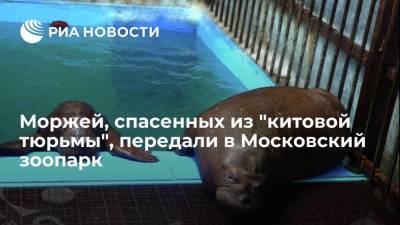 Владимир Путин - Моржей, спасенных из "китовой тюрьмы" в Приморье, передали в Московский зоопарк - ria.ru - Москва - Россия - Китай - Крым - Амурская обл. - Приморье край - Владивосток