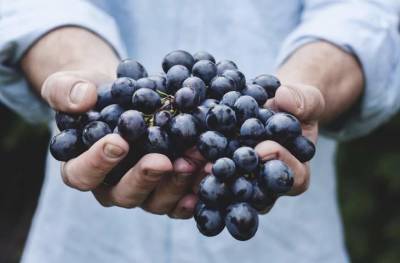 Что посадить рядом с виноградом, чтобы были обильные гроздья ягод - skuke.net