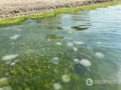 Море в Коблево превратилось в «суп» из водорослей и медуз (ФОТО) - enovosty.com - Николаевская обл.