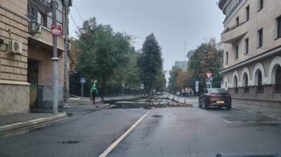 Упавшее дерево заблокировало половину дороги в центре Воронежа - vestivrn.ru - Воронеж